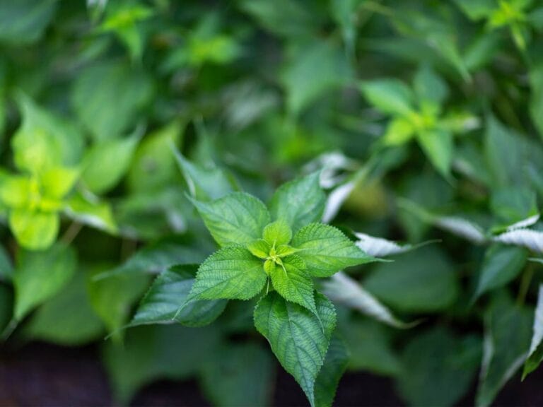 Roślina pokrzywowata. Obrazek w artykule Ramia – co to za materiał? Przewodnik po produkcji, właściwościach i użyciu