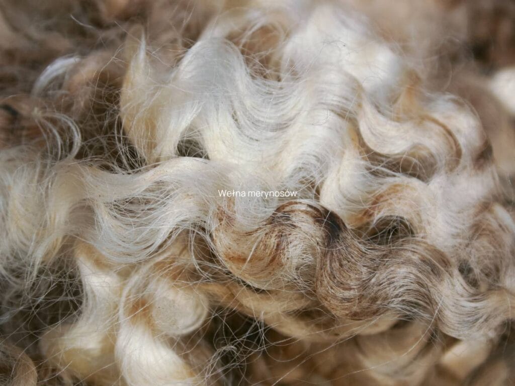 Wełna merynosów