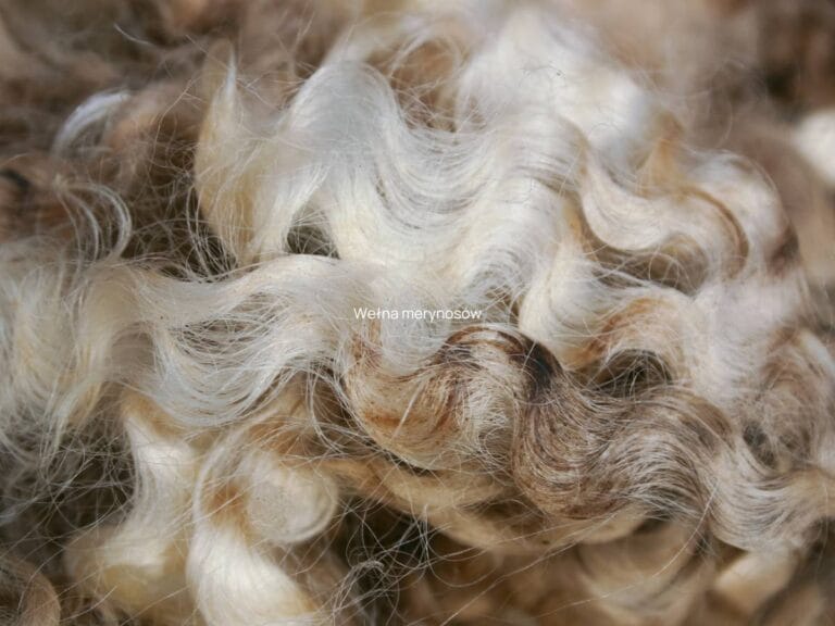 Wełna merynosów